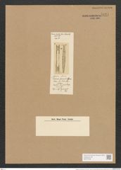Sceptroneis ? gemmata Grun. (de-Toni-Nr.: Genus 63, Species 2565) Zeichnungen Sammlung Grunow Nr. 5124 (NHMW-BOT-W0373430)